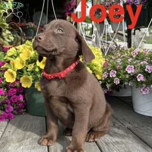 joey, Chocolate Labrador Retriever Puppy